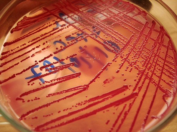 movilesbacterias3