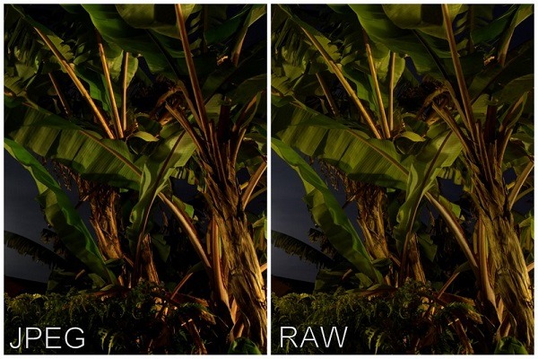 jpeg vs raw