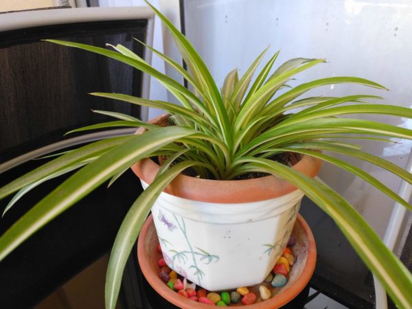 ZTE Blade V9 HDR 2