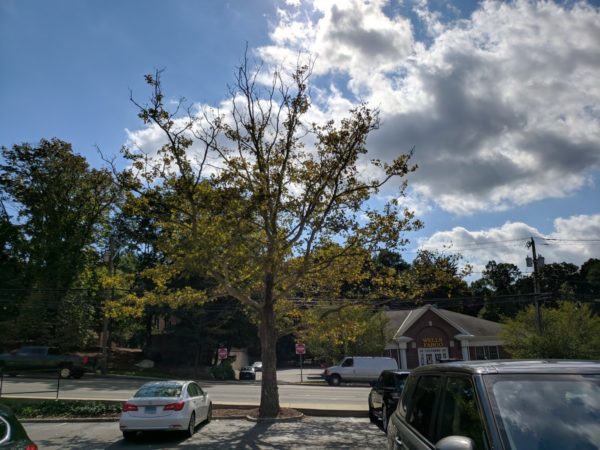 Foto tomada con la aplicación de cámara de Google Camera.