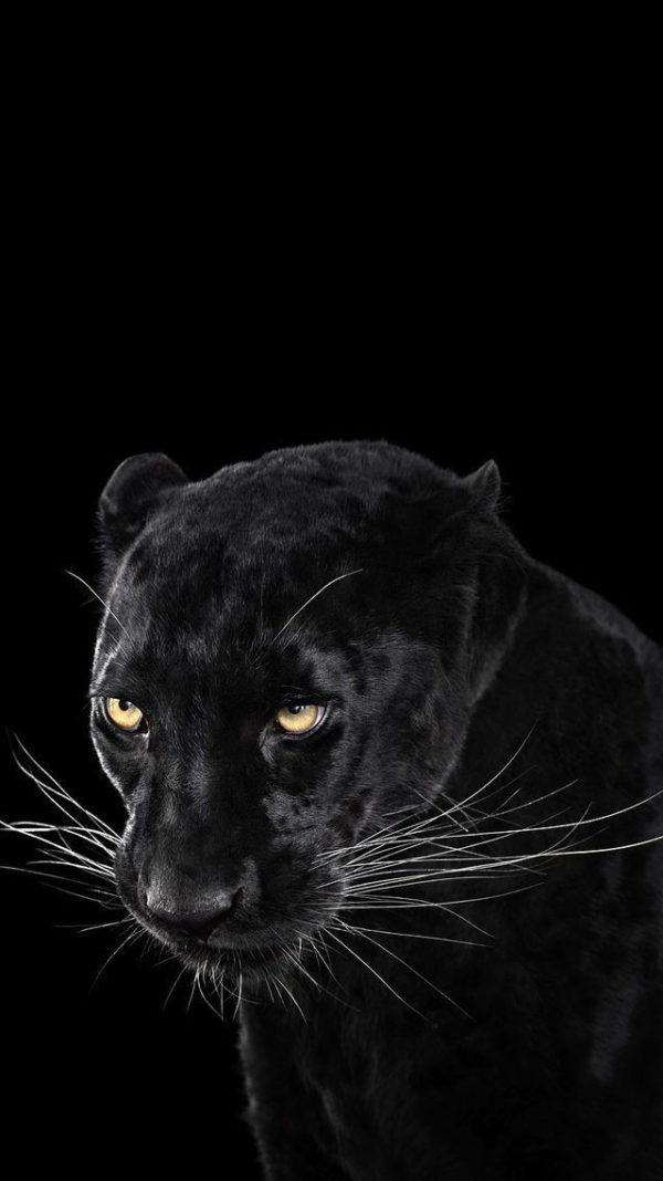 amimales_02