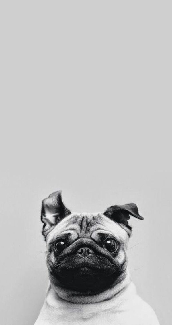 animales_01