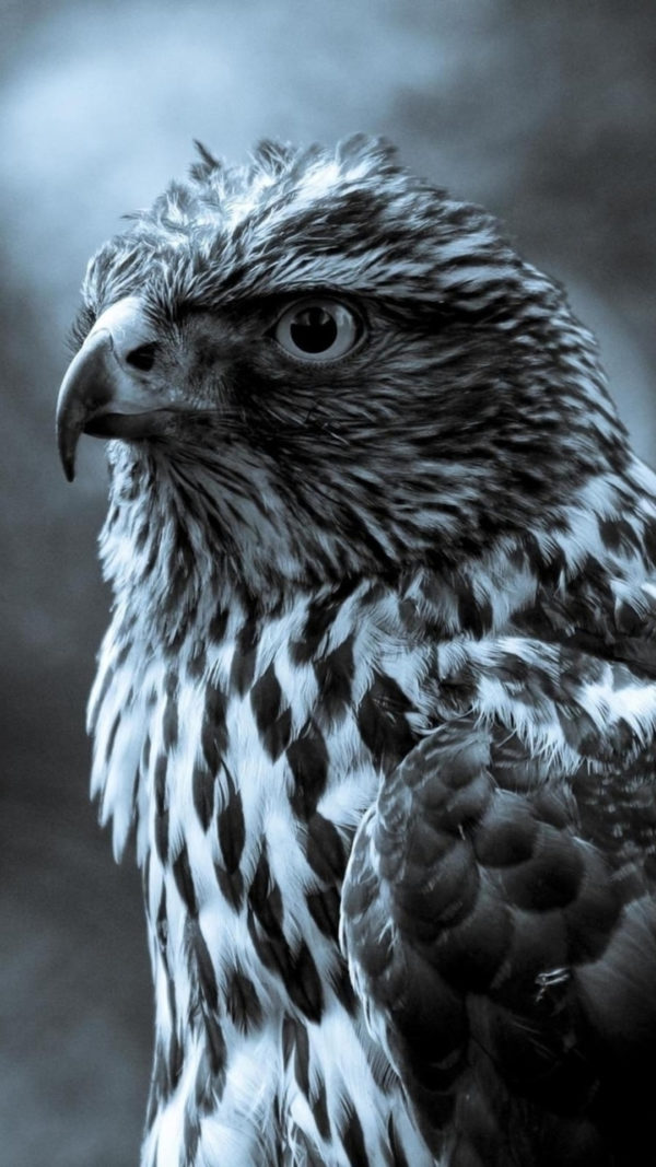 animales_03