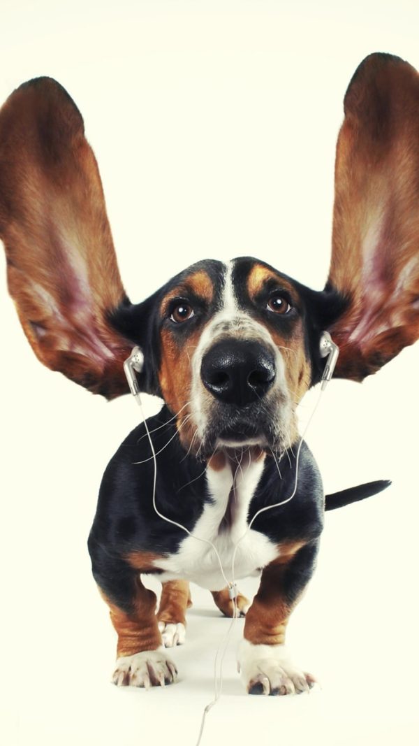 animales_04