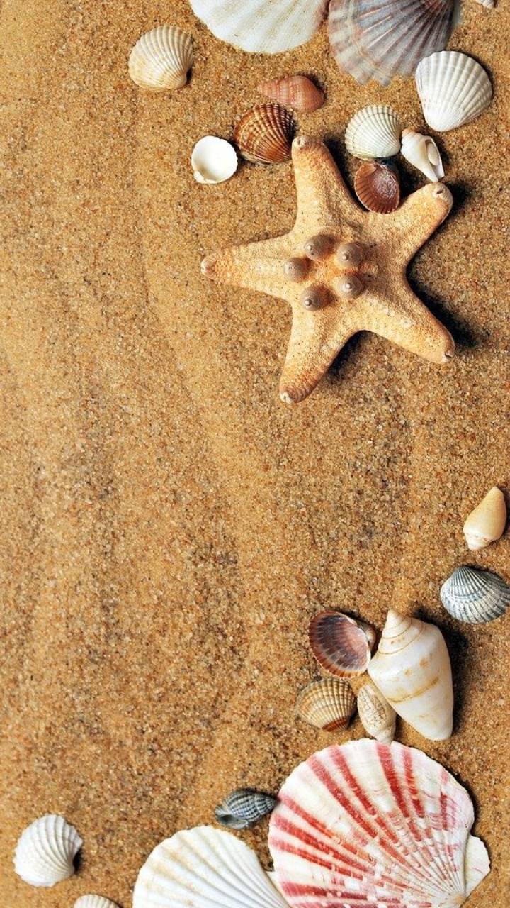 Fondo de pantalla de estrella de mar en la arena para el iPhone 12