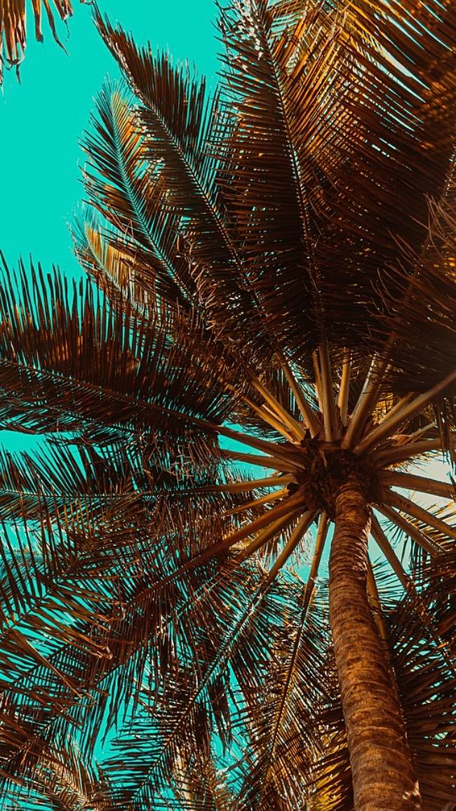 Wallpaper de palmeras para el iPhone 12