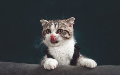 79 frases de gatos para Instagram y WhatsApp: amor, graciosas, de filosofía…