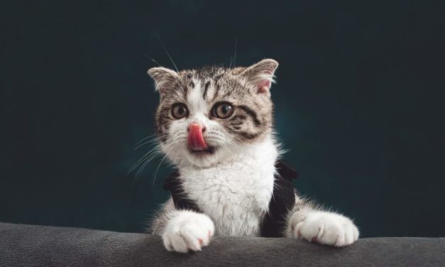 79 frases de gatos para Instagram y WhatsApp: amor, graciosas, de filosofía…