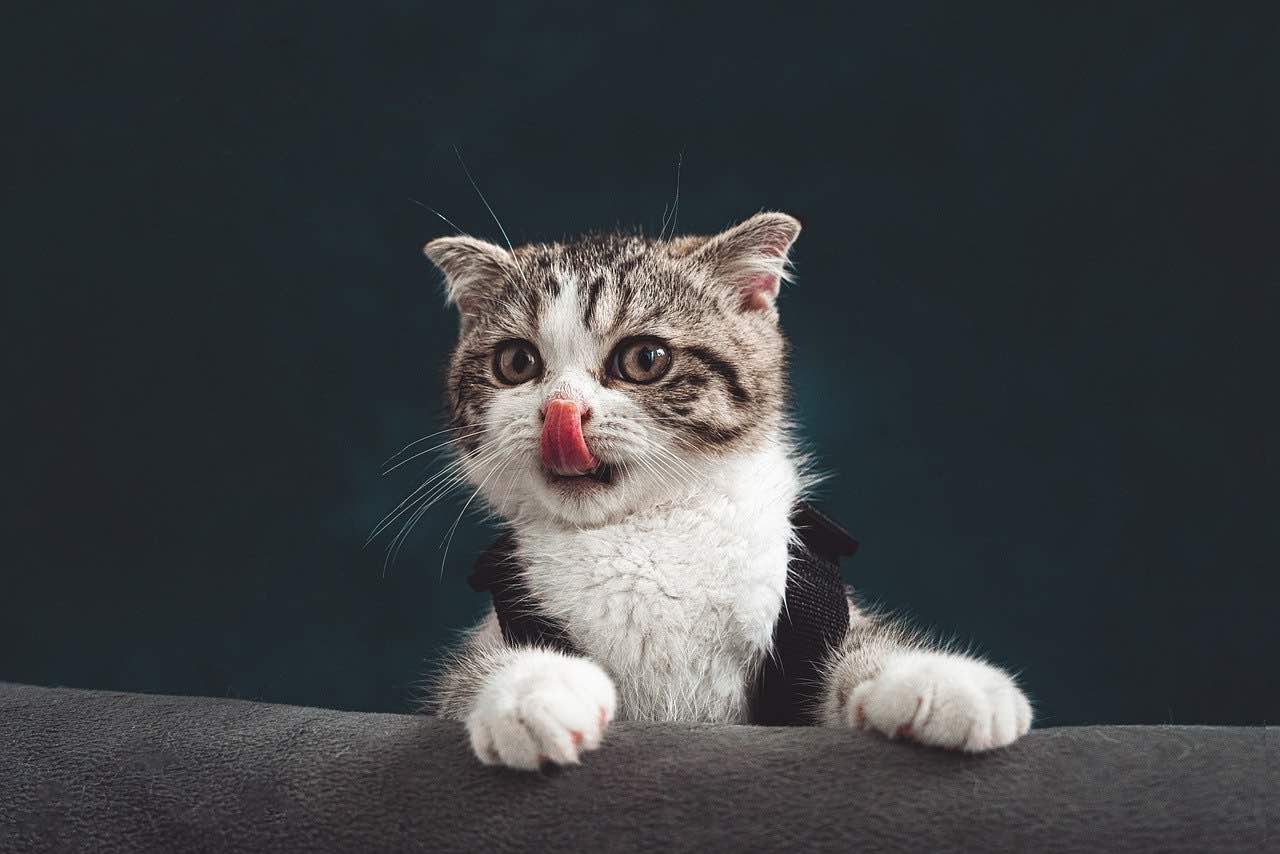 79 frases de gatos para Instagram y WhatsApp: amor, graciosas, de  filosofía...