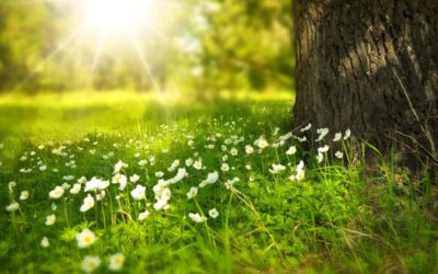 25 fondos de pantalla para móvil de naturaleza para 2022