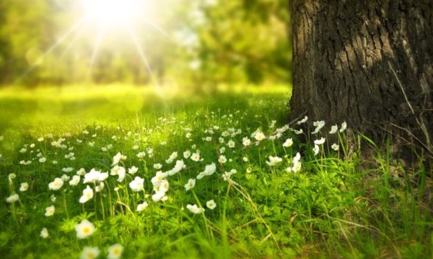 25 fondos de pantalla para móvil de naturaleza para 2022