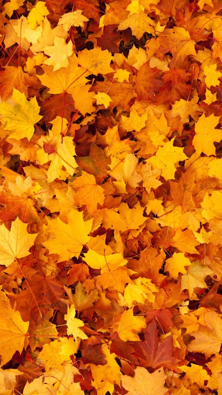 Fondo de pantalla de hojas de otoño de naturaleza