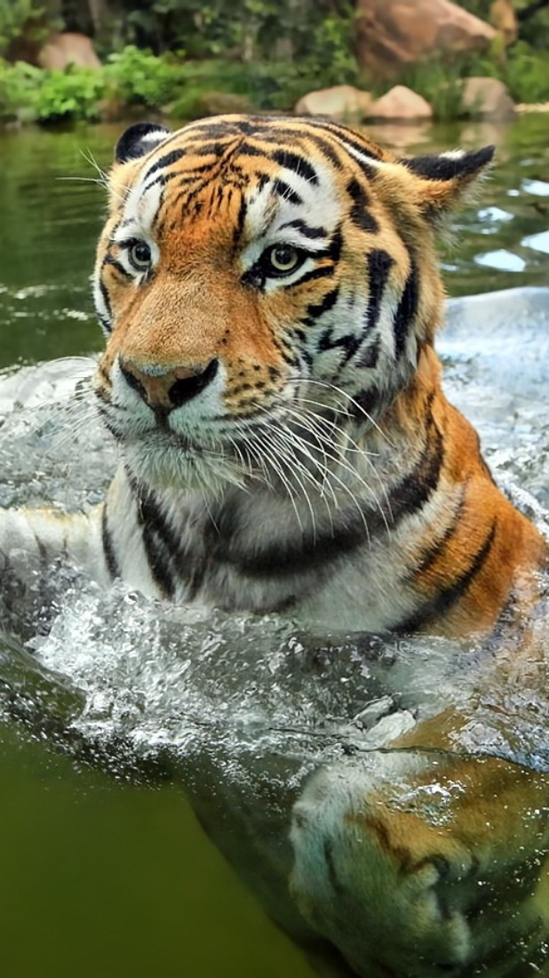 Fondo de pantalla de tigre nadando