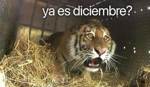 35 memes de diciembre graciosos para compartir por WhatsApp (12)