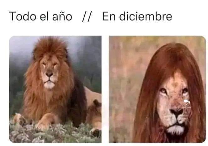 35 memes de diciembre graciosos para compartir por WhatsApp (25)