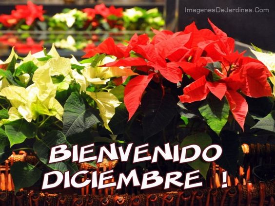 45 imágenes para dar la bienvenida a diciembre por WhatsApp 14